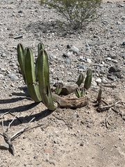 Lophocereus schottii
