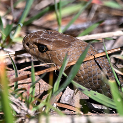 Pseudonaja textilis