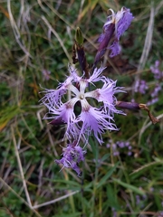 Dianthus superbus