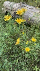 Pentanema britannica