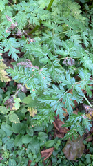 Anthriscus sylvestris