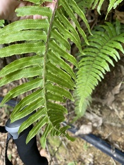 Microlepia hookeriana