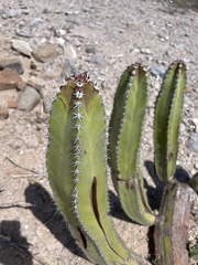 Lophocereus schottii