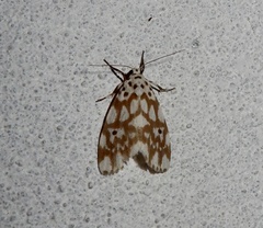 Adites pseudohilaris