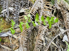 Lindsaea heterophylla