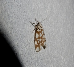 Adites pseudohilaris