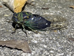 Neotibicen linnei