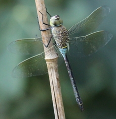 Anax parthenope