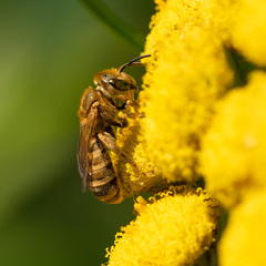 Halictidae