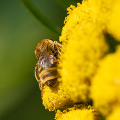 Halictidae