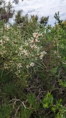 Hakea trifurcata
