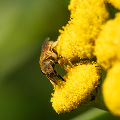 Halictidae
