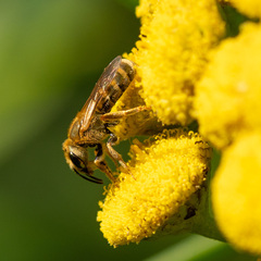 Halictidae