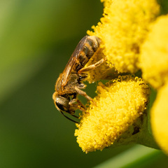 Halictidae