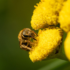 Halictidae