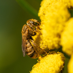 Halictidae
