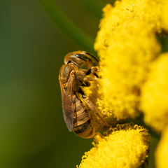 Halictidae