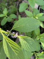 Mentha arvensis
