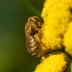 Halictidae