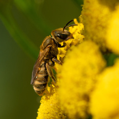 Halictidae