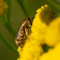Halictidae