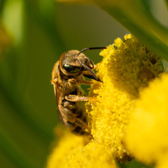 Halictidae