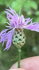 Centaurea stoebe