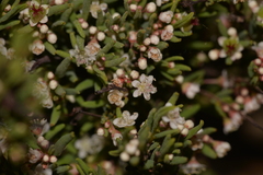 Monotaxis bracteata