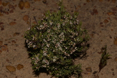 Monotaxis bracteata