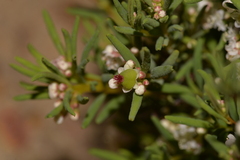 Monotaxis bracteata