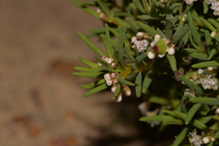 Monotaxis bracteata