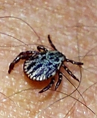 Dermacentor reticulatus
