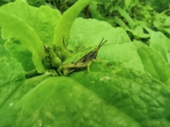 Sphenarium purpurascens