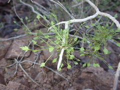 Pleurocoronis pluriseta