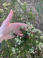 Ozothamnus diosmifolius