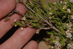 Monotaxis bracteata