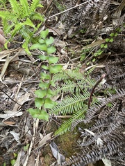 Lindsaea heterophylla