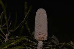 Banksia prionotes