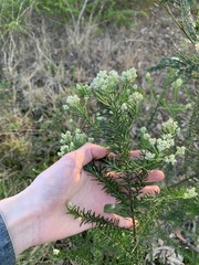 Ozothamnus diosmifolius
