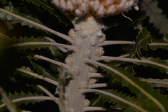Banksia prionotes