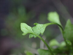 Pleurocoronis pluriseta
