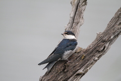 Hirundo albigularis