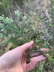 Ozothamnus diosmifolius