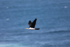 Microcarbo melanoleucos