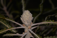Banksia prionotes