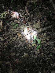 Micrurus surinamensis