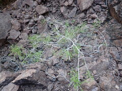 Pleurocoronis pluriseta