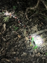 Micrurus surinamensis