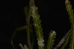 Banksia prionotes