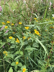 Heliopsis annua